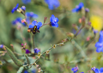Fototapeta na wymiar blue flowers in the wild