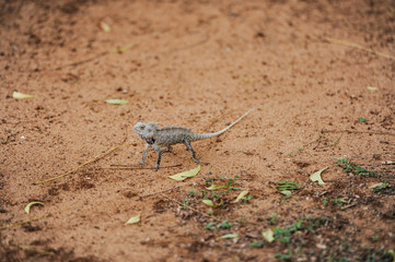 lizard on the earth