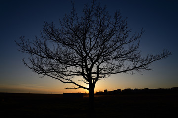 Fototapeta na wymiar Silhouette of a tree against the setting sun