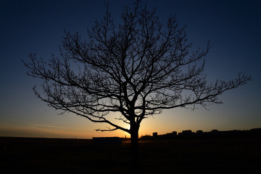 Silhouette of a tree against the setting sun