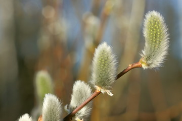 Branch of willow in april. © ira_kalinicheva