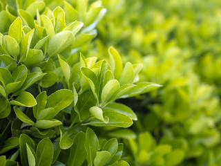 Bush