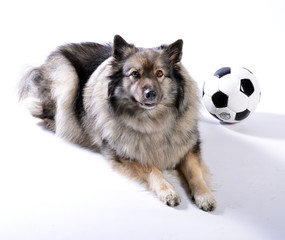 frecher Hund mit Fußball