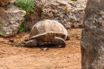 Obraz premium big turtle on walk