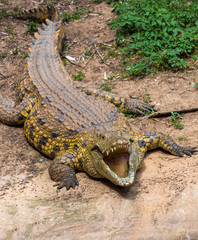 portrait of a big crocodile