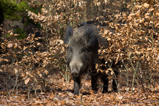 Wildschwein in seinem Lebensraum Wald