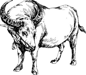 hand drawn buffalo