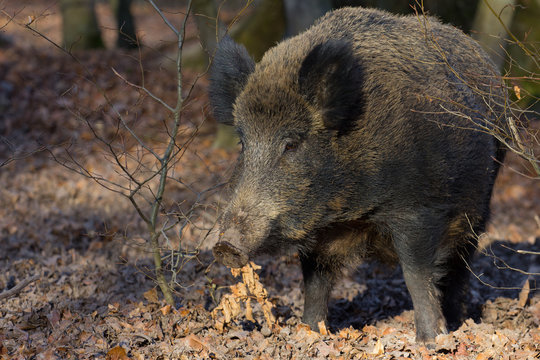 Wildschwein in seinem Lebensraum Wald