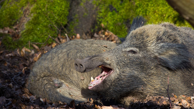 Wildschwein in seinem Lebensraum Wald