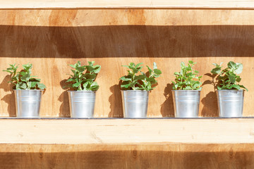 plants on a wooden shelf