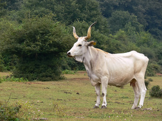 vacca di razza Podolica