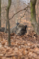 ruhende Wildschweine im Tageslager