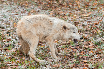 Blonde Wolf (Canis lupus) in Submissive Posture