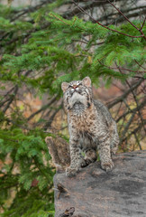 Fototapeta na wymiar Bobcat Kitten (Lynx rufus) Looks Way Up From Atop Log