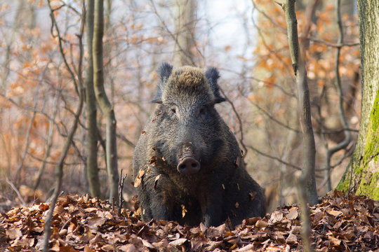 ruhende Wildschweine im Tageslager