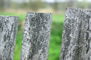 płot © fotodrobik