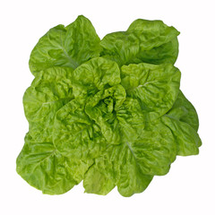 Kopfsalat