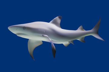 Shark. Vector illustration. Isolated on blue