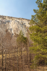 Fototapeta na wymiar the limestone hillside with a pine tree in the foreground