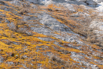 Texture limestone moss