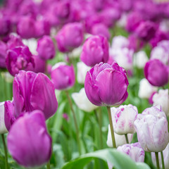 Tulips & Water Beads