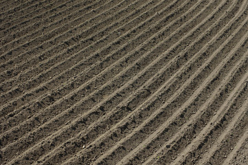 furrows in the field 2