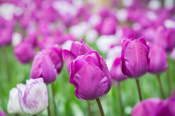 Tulips & Water Beads
