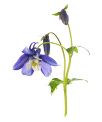 blue columbine flower with buds and flowers, isolated