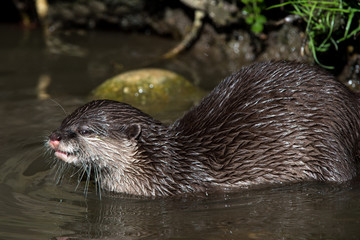 Otter