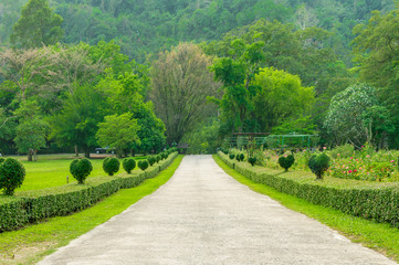 road to mountain in trees
