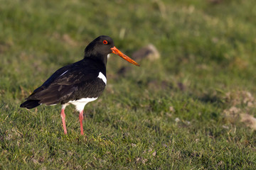 oystercatcher