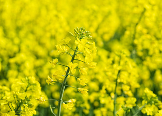 Obraz premium Rape Flower