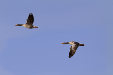 flying geese