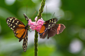 Monarchfalter an rosa Blüten