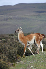 guanaco