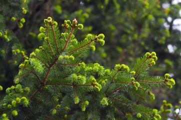 Green coniferous tree branches