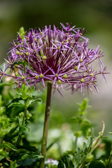 Star of Persia (Allium christophii)