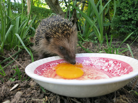 Igel frisst nach dem Winterschlaf ein Ei.