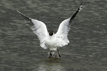 Black Headed Gull