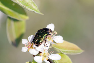 Birnenblüte mit gemeinem Rosenkäfer