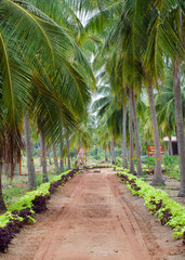 Obraz premium tree coconut palms in sri lanka 