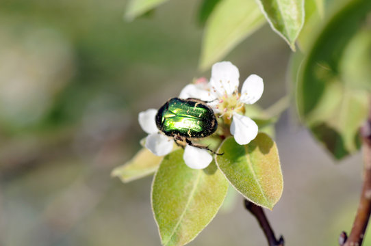 Birnenbl&uuml;te mit gemeinem Rosenk&auml;fer