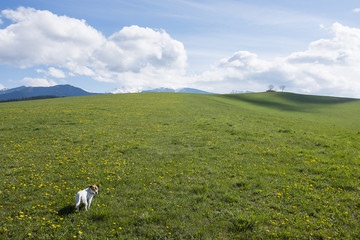 Jack Russel