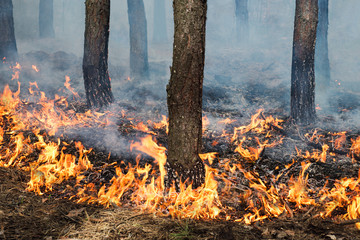 Stable ground fire in pine stand