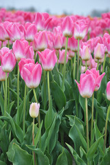 Obraz premium Mooie roze tulpenveld