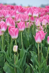  Mooie roze tulpenveld © trinetuzun