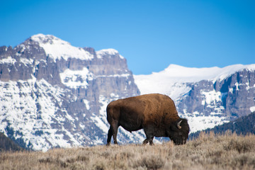 Bison Grazing near Snow-Capped Peaks © Randy Runtsch