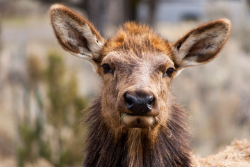 Elk