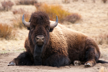 Fototapeta premium Lounging Bison