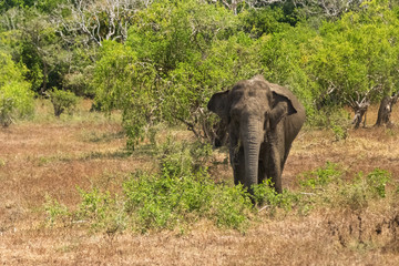 Wild elephant in Yala National Park